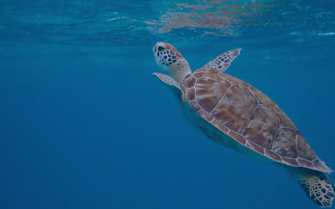 10 Claves para comunicar eficazmente el compromiso con la sostenibilidad de tu organización