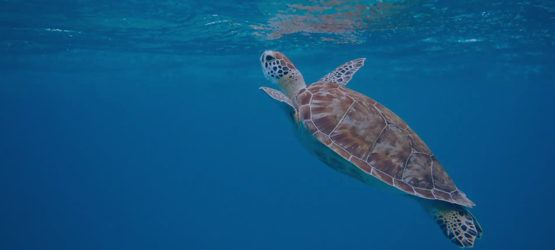 10 Claves para comunicar eficazmente el compromiso con la sostenibilidad de tu organización