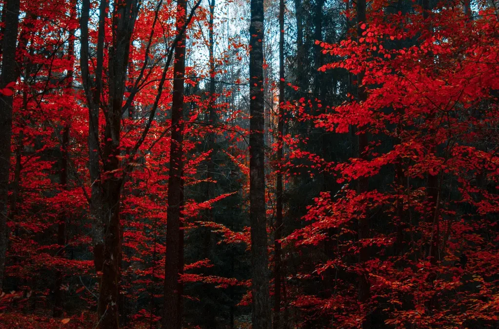 Comunicación verde: por qué incluir el eje de la sostenibilidad en tu estrategia corporativa