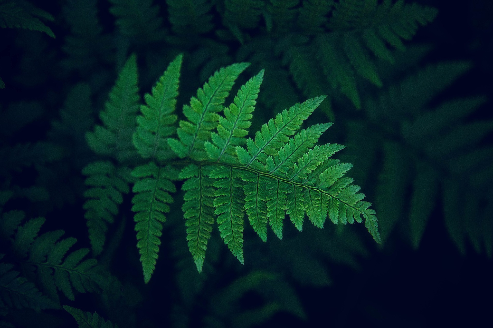 leaf-4796054_1920